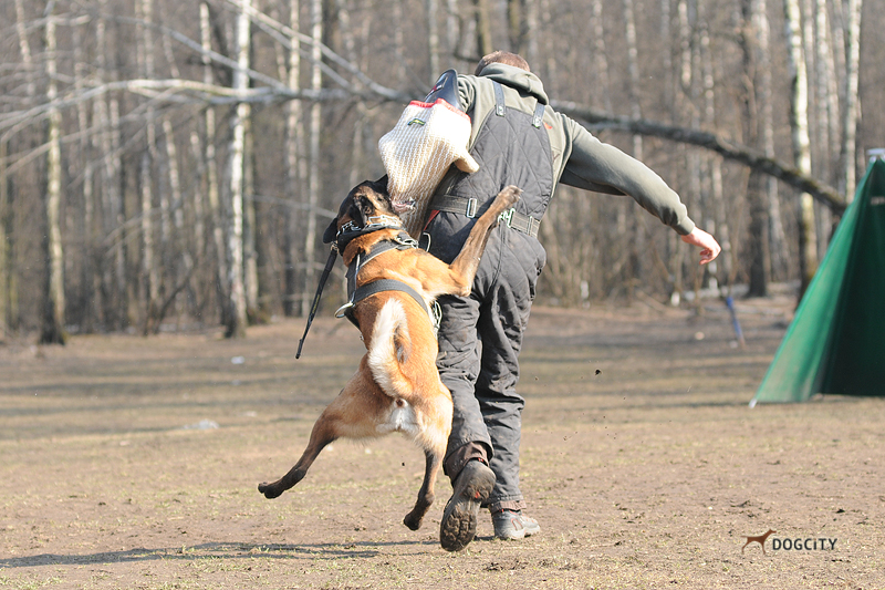 Дрессировка-собак_4605.jpg