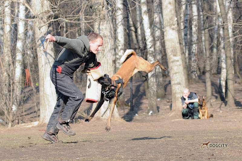 Дрессировка-собак_4621.jpg