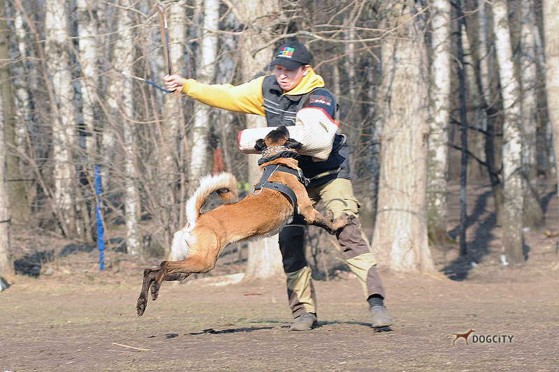 Дрессировка-собак_4635.jpg
