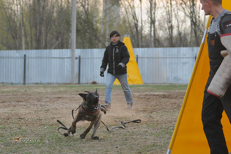 Дрессировка-собак_6963.jpg