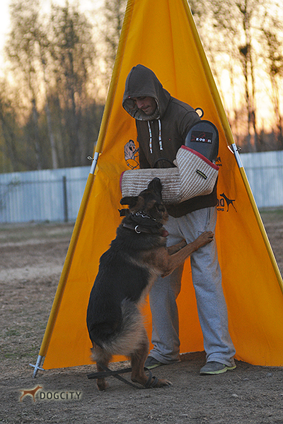 Дрессировка-собак_7082.jpg