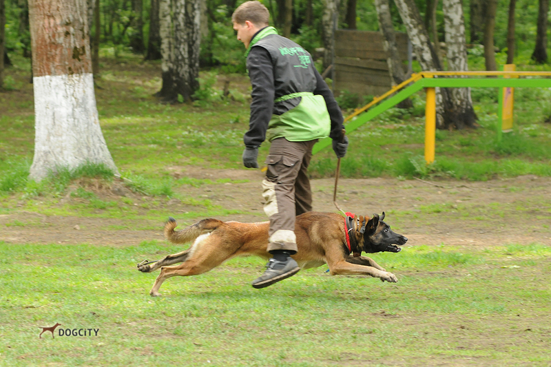 Дрессировка-собак_7191.jpg