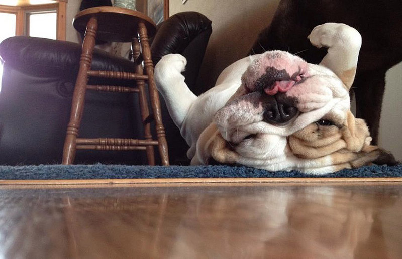 sleepydogs00.jpg