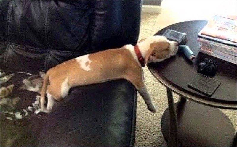sleepydogs01.jpg