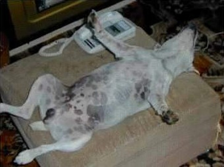 sleepydogs02.jpg