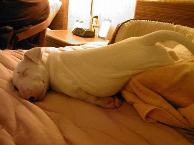 sleepydogs04.jpg