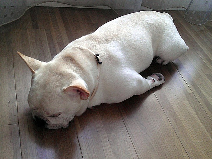 sleepydogs05.jpg