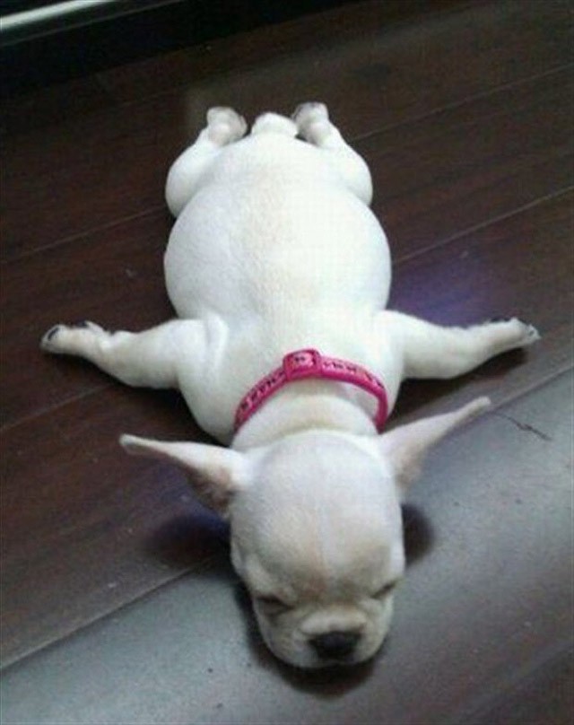 sleepydogs06.jpg