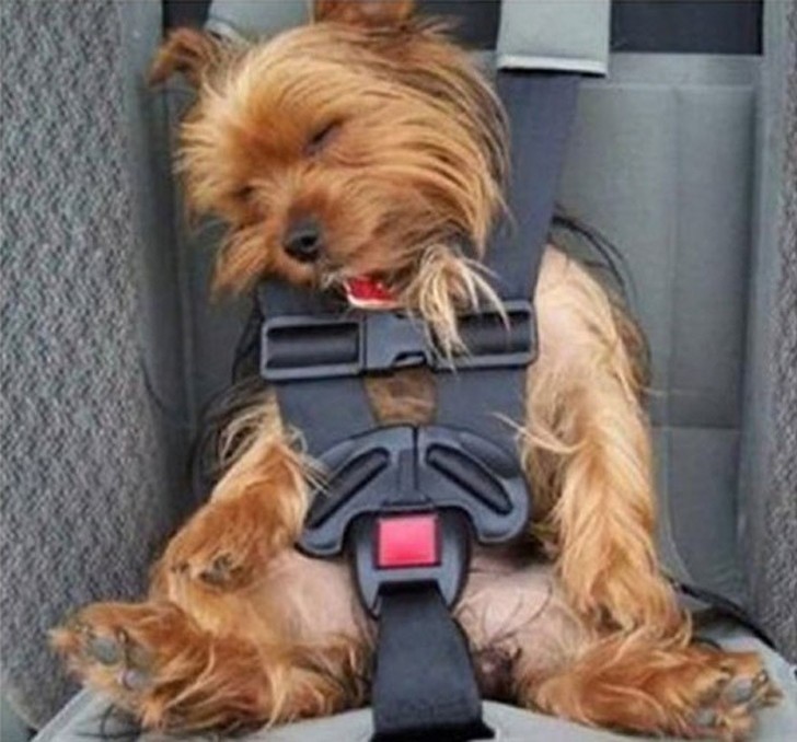 sleepydogs11.jpg