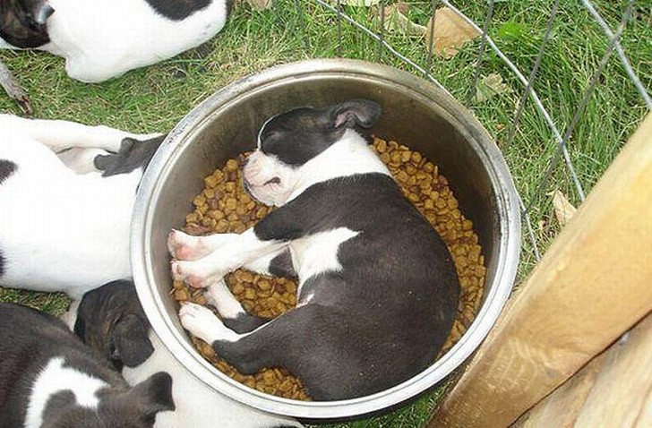 sleepydogs13.jpg