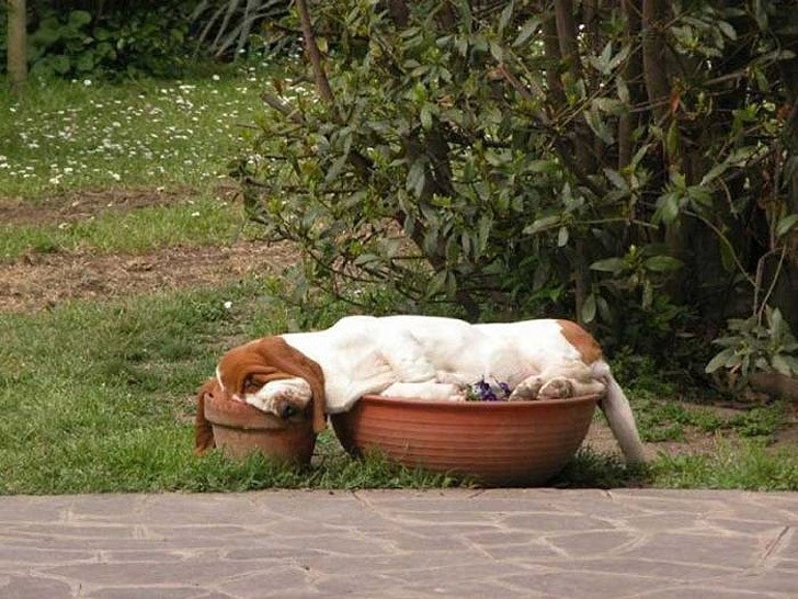 sleepydogs18.jpg