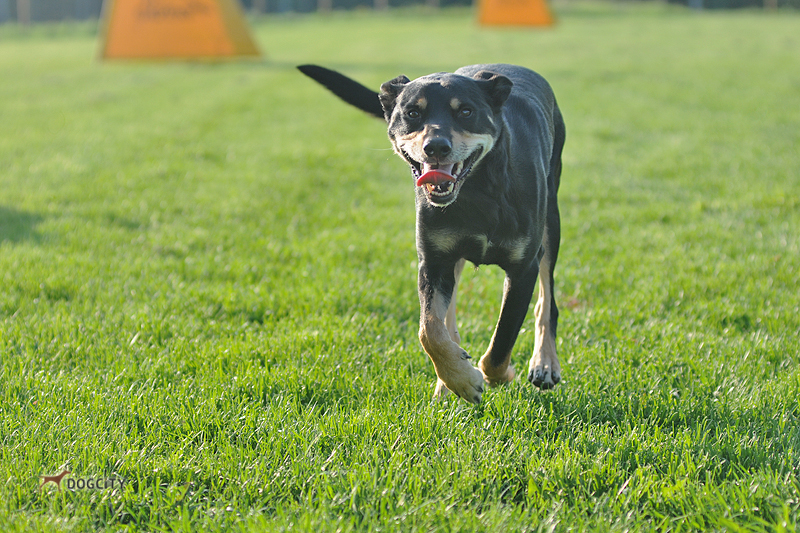 Дрессировка-собак_8456.jpg